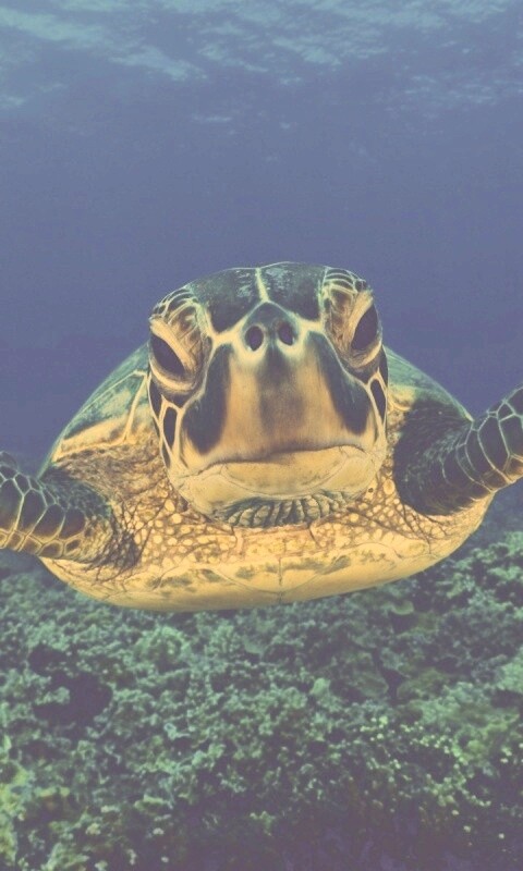 Морская черепаха обои