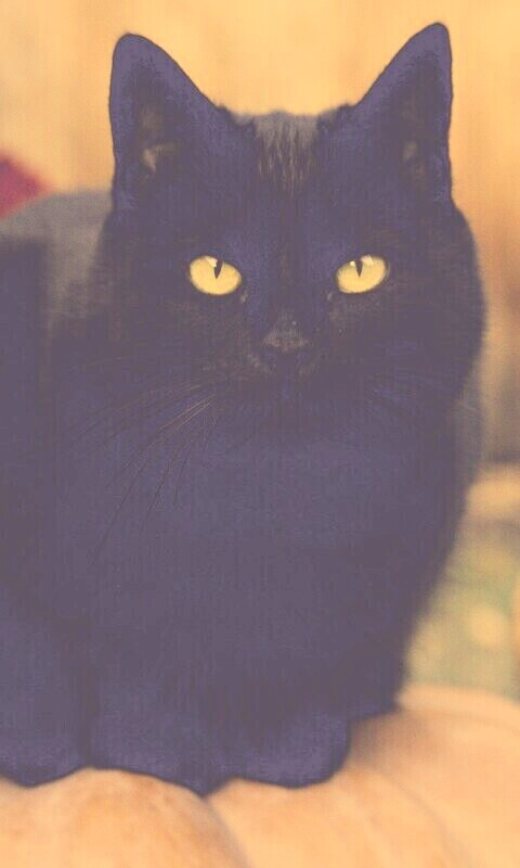 Чёрный кот на тыкве обои