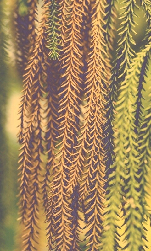 Зеленые колючки обои