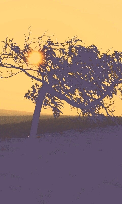 Дерево на закате обои