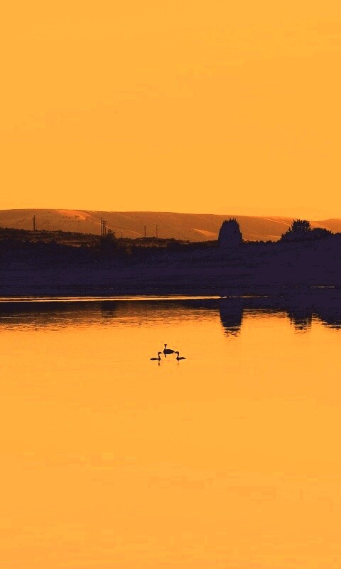 Утиное озеро обои