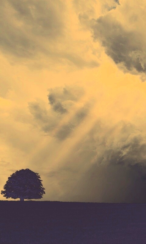 Избранный обои