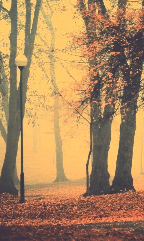 Парк красных листьев обои