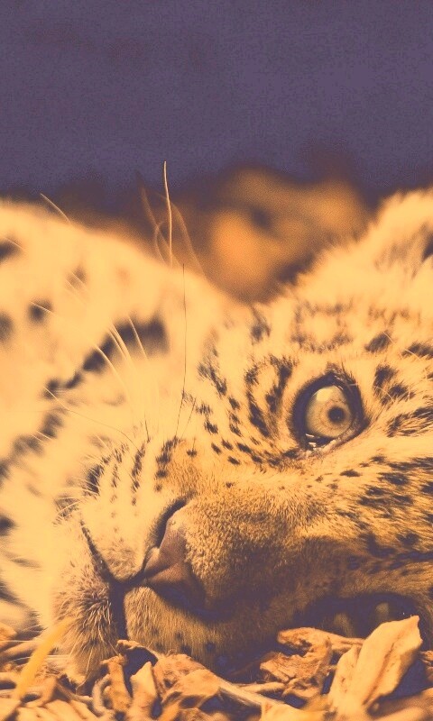 Гепард котенок обои