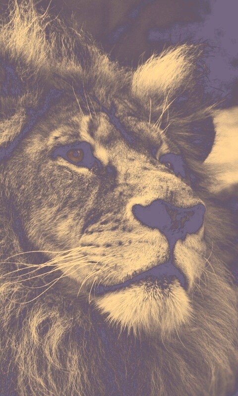 Гордый черно-белый лев обои