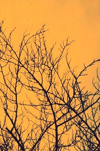 Ветвистое дерево обои