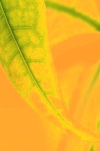 Зеленый листок обои