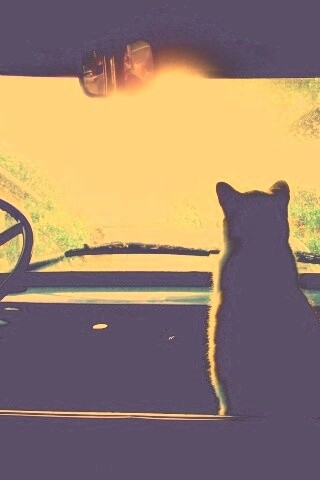 Кот навигатор обои