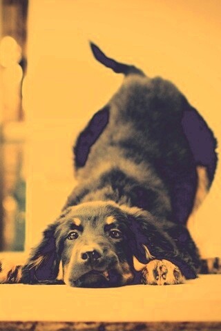 Игривый пес обои