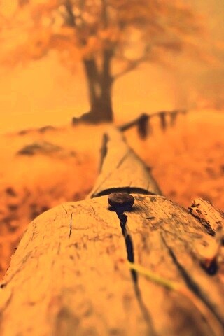 Бревна обои