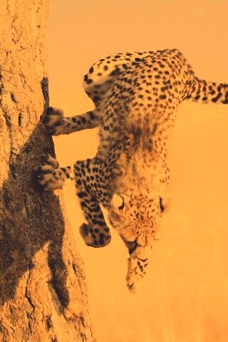 Скалолаз обои