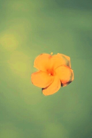 Цветок обои