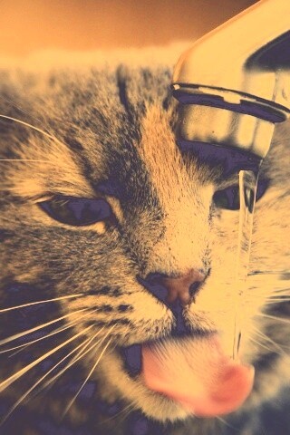 Кот пьет из под крана обои