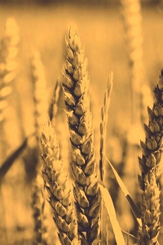 Молодые пшеничные колосья обои