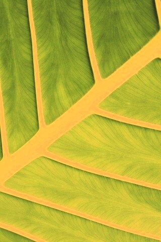 Пальмовый лист обои
