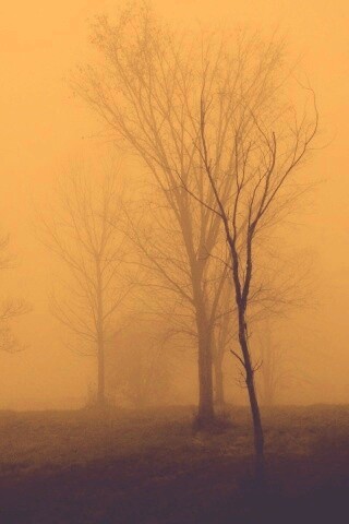 Деревья в тумане обои