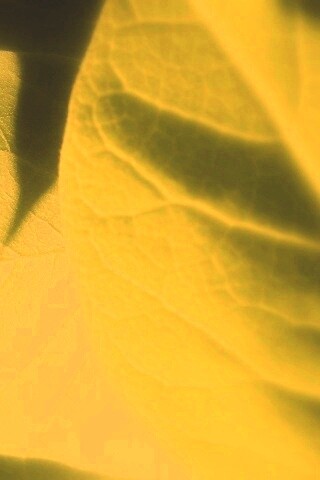 Свет на листве обои