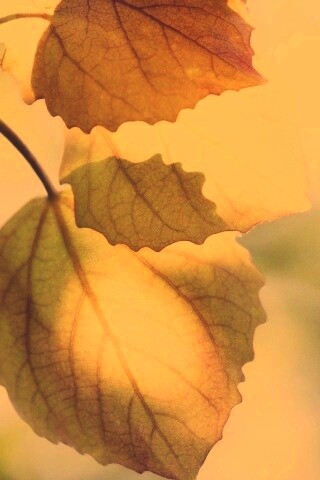 Макро фото осенней листвы обои