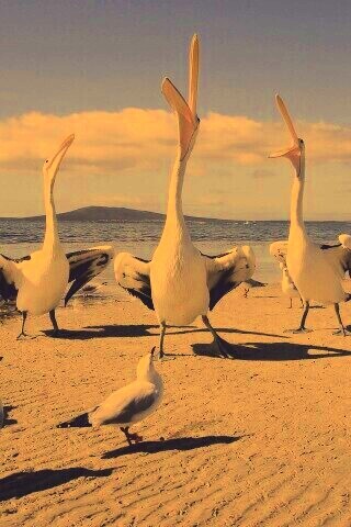 Пеликаны и чайки обои