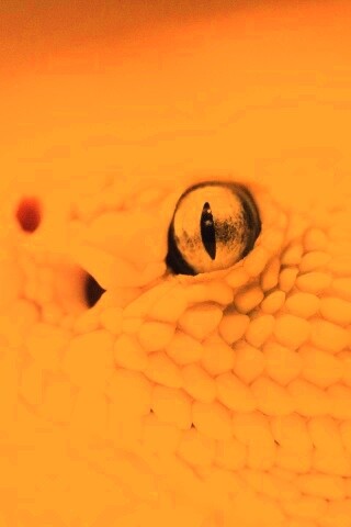 Змея альбинос обои