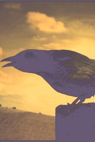 Чёрный ворон обои