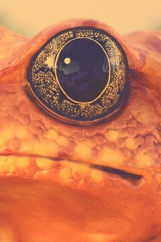 Красная лягушка обои