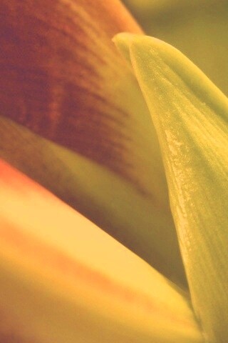 Макро фото цветка обои