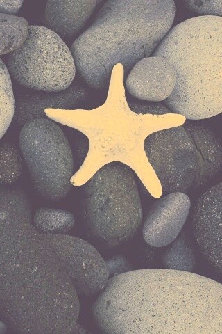Звезда на морской гальке обои