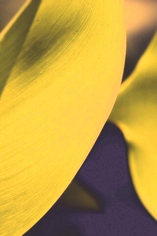 Лист на просвет обои