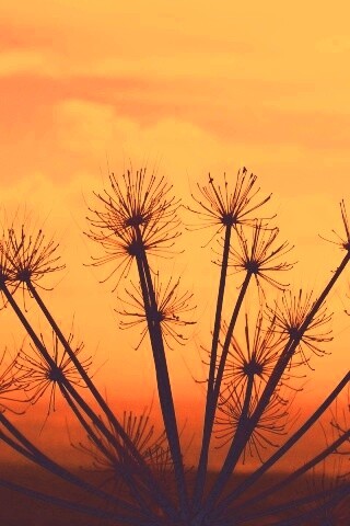 Зонтичное соцветие обои