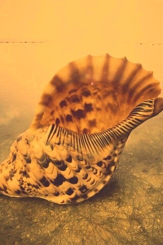 Морская раковина обои