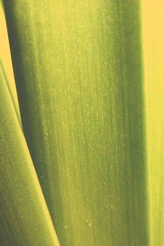 Сочная травинка обои