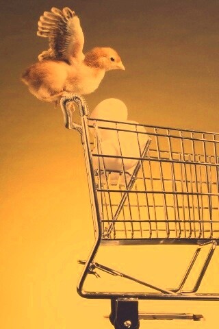 Цыплёнок покупает яйца обои