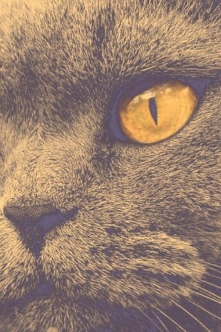 Кот с оранжевыми глазами обои