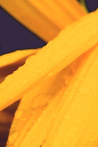 Капли на желтом лепестке обои