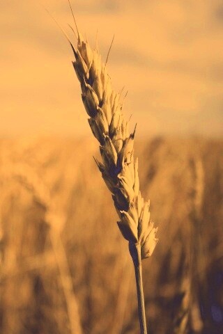 Колосок обои