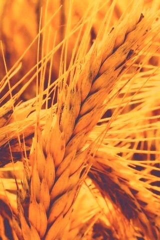 Зреющий колос обои