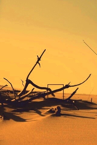 Сухостой в песках обои