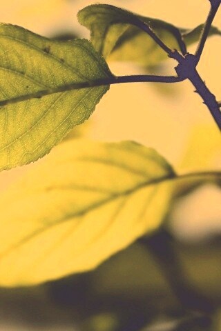 Три листа обои