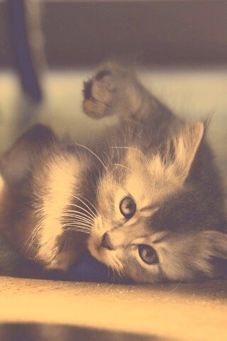 Котенок играет под стулом обои