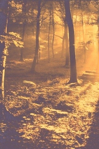 Лес в золотом сиянии обои