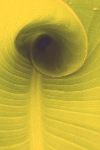 Свернутый в трубочку лист обои