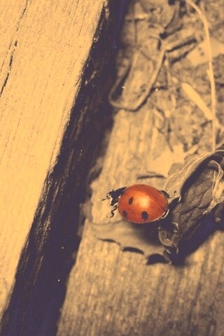 Божья коровка обои