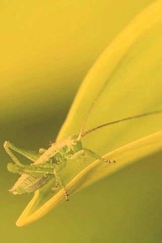 Кузнечик на листике обои