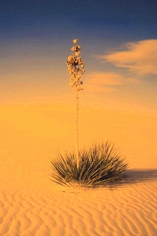 Растение среди пустыни обои