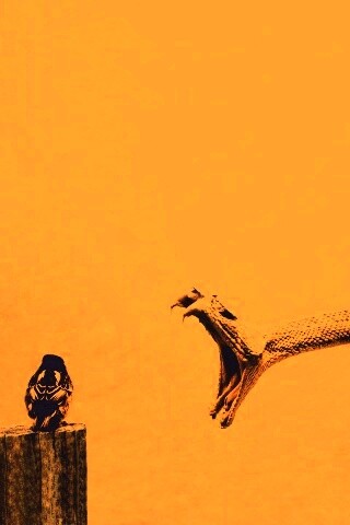 Змея-коряга напдает на птичку обои