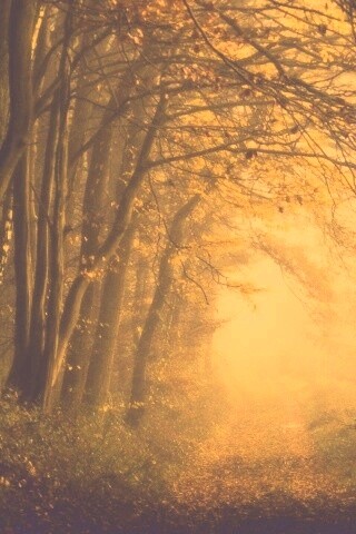 Дорожка заваленная листьями обои