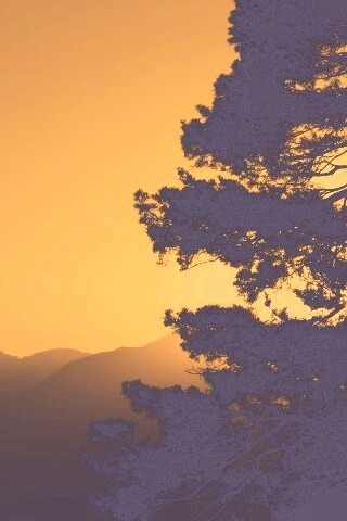 Силуэт дерева на закате обои