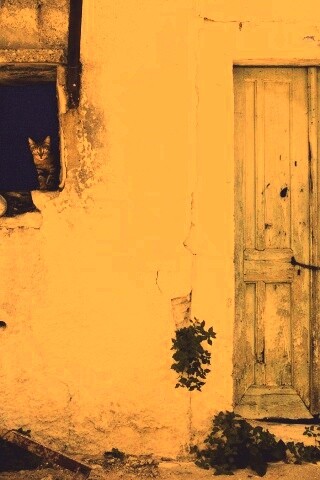 Кот выглядывает из разрушенного дома обои