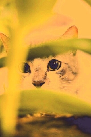 Кот в засаде обои